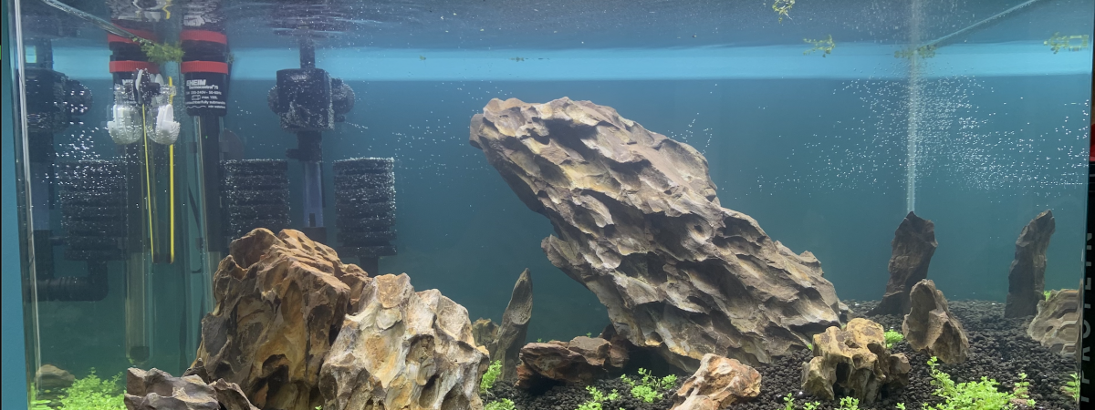 aquarium création iwagumi