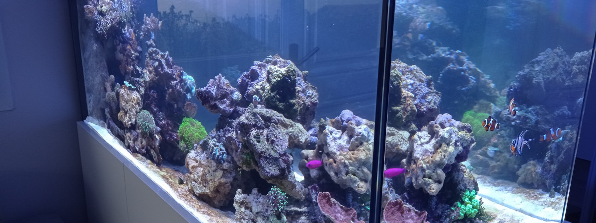 aquarium 500L récifal
