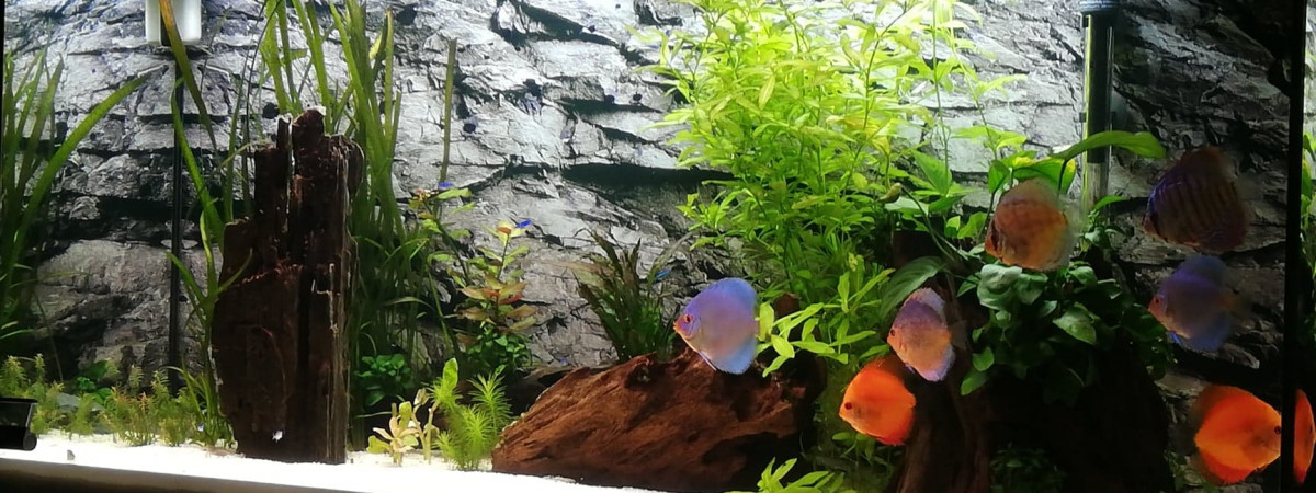 aquarium AMAZONIEN