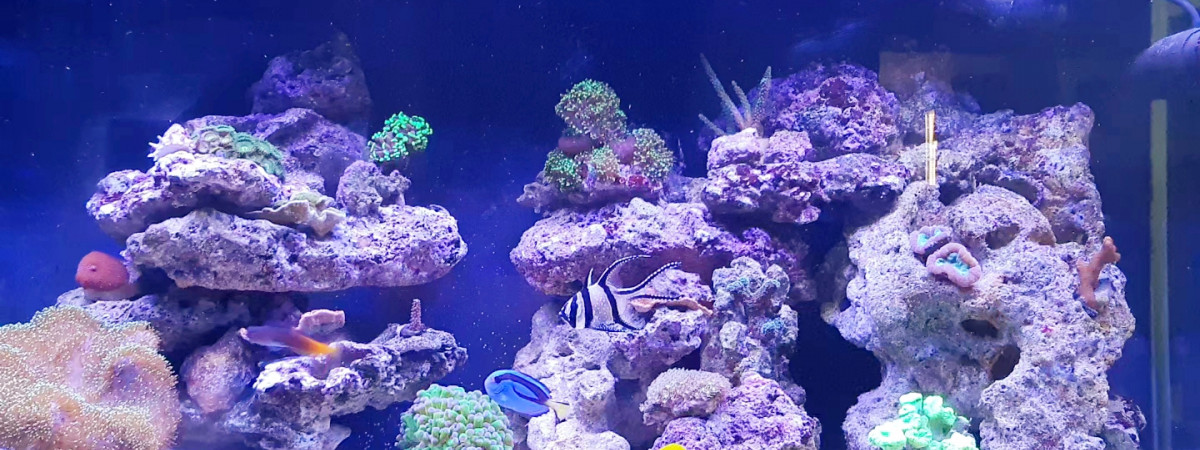 aquarium Premier recifal