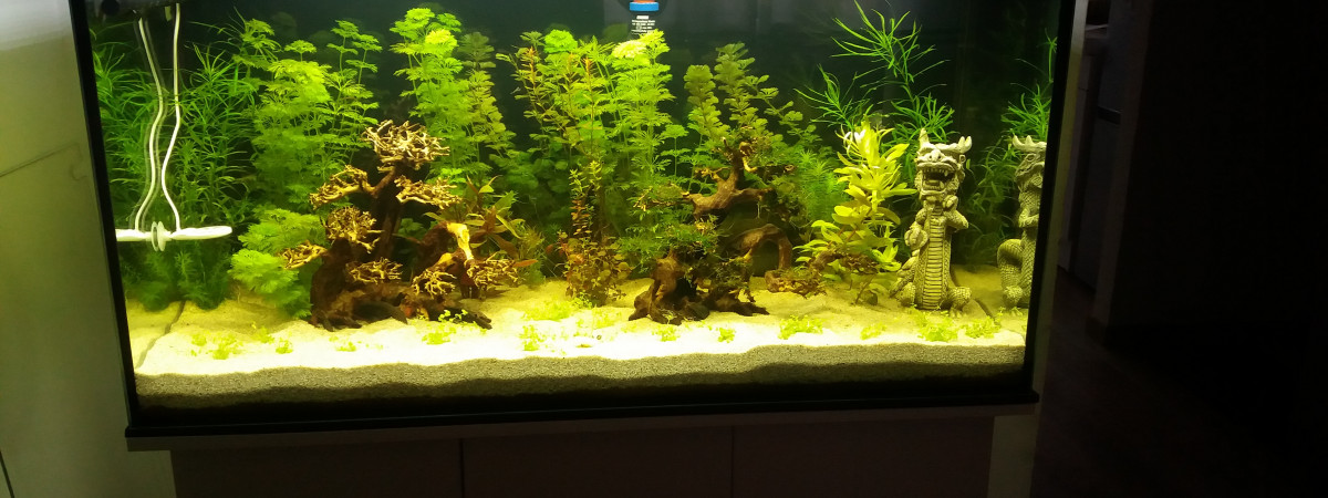 aquarium Aquarium Zen