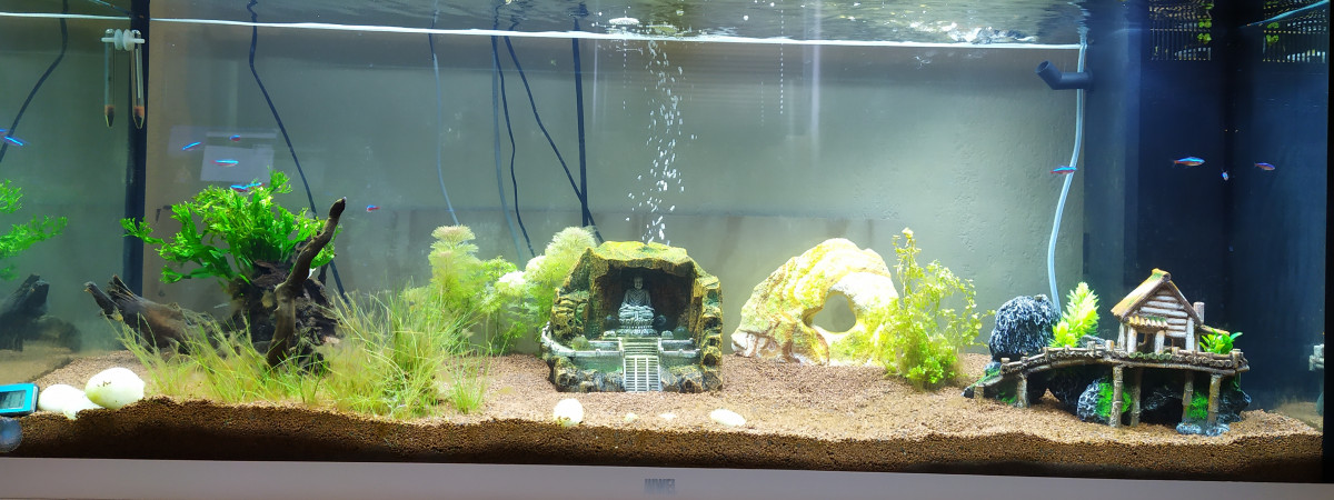 aquarium Zen