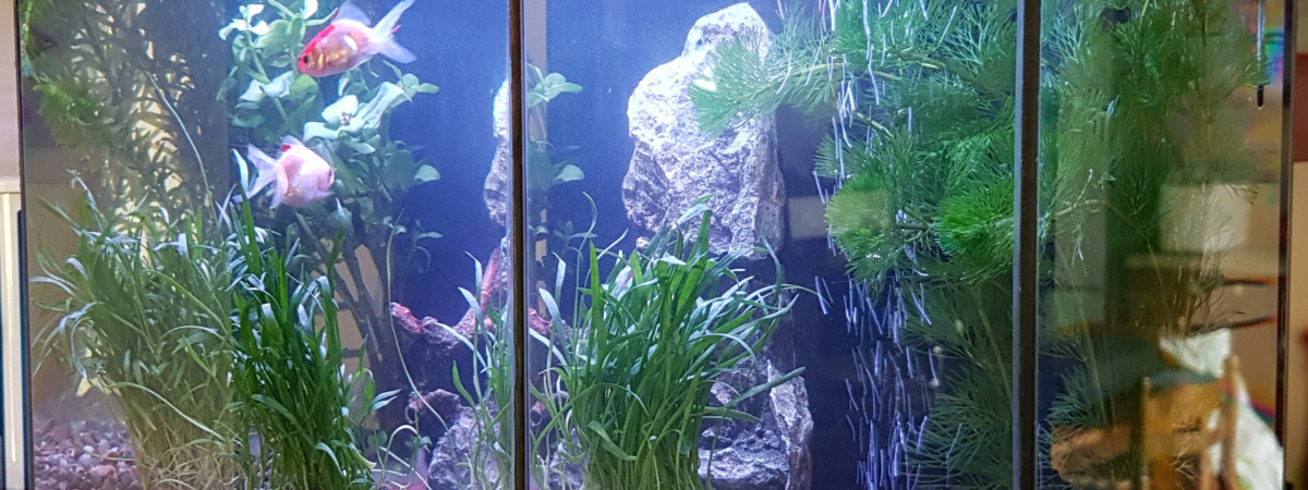 aquarium La relique