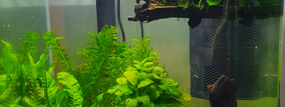 aquarium Premier aquarium