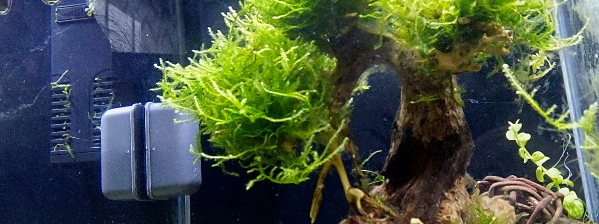 aquarium Crevettes