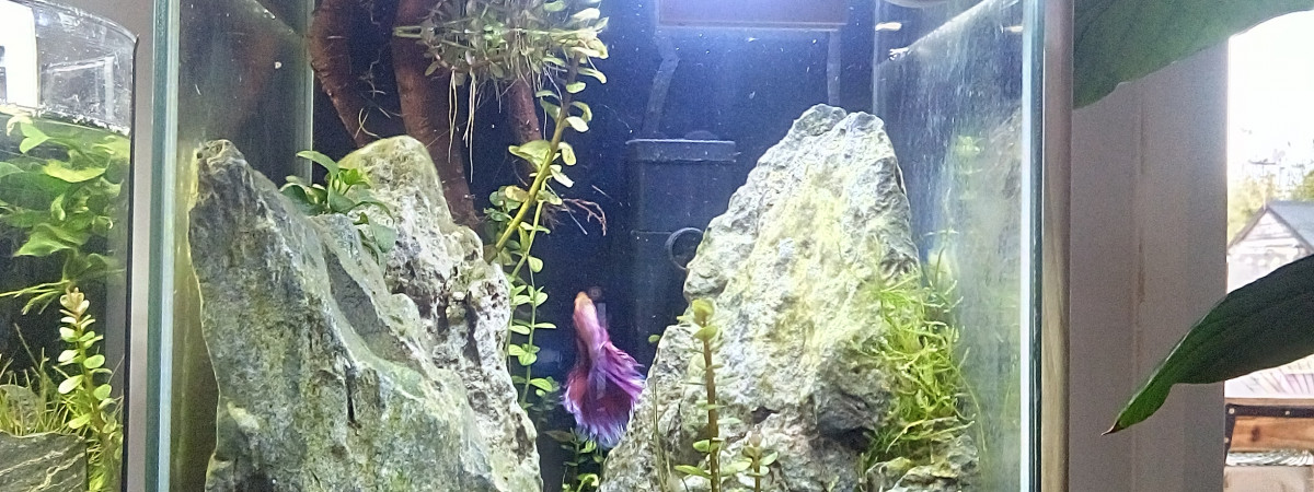 aquarium Lavander