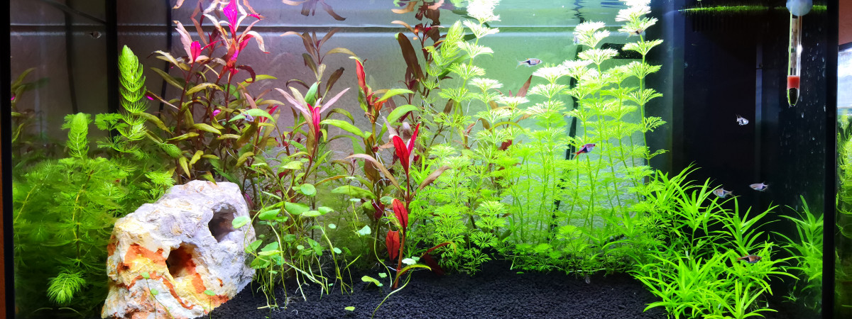 aquarium Bac communautaire