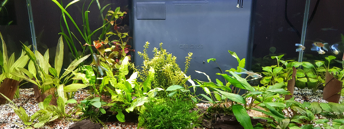 aquarium 58L guppys