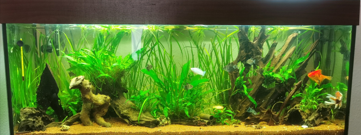 aquarium Quaqua
