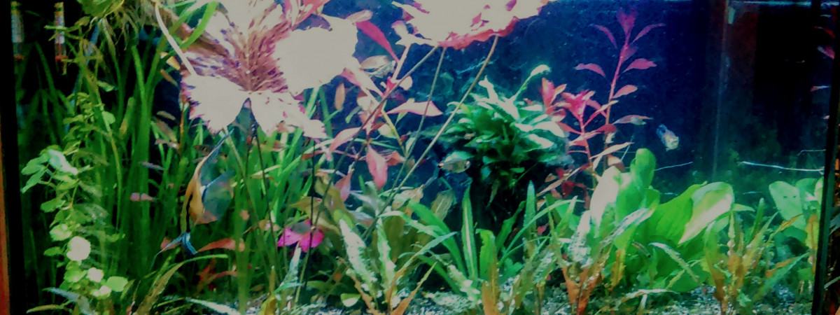 aquarium Ancien 110l eau douce