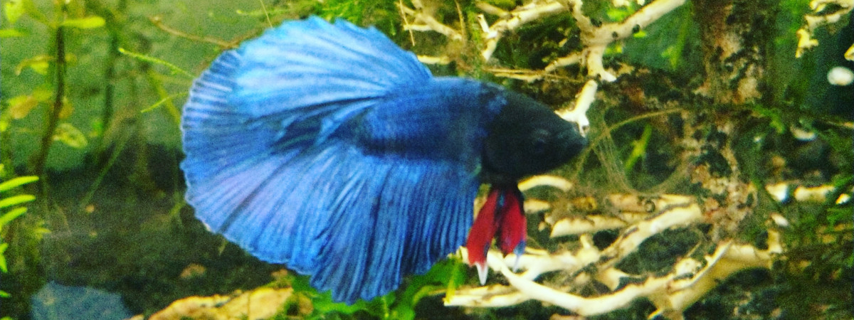 aquarium Asie
