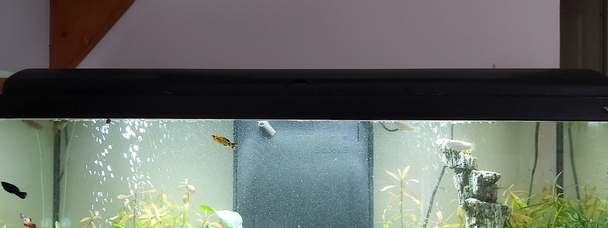 aquarium Yann80
