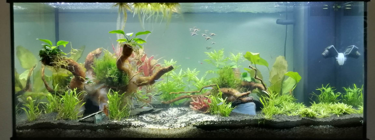 aquarium Mon Aquarium