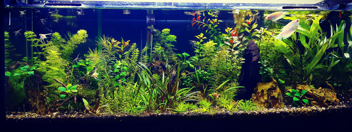 aquarium Aquarium 100litre