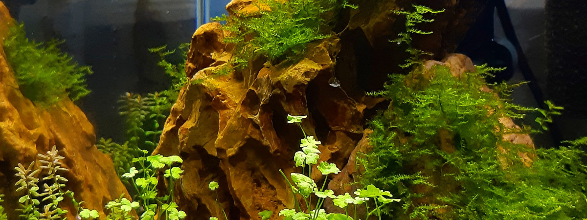 aquarium Nano 14 litres
