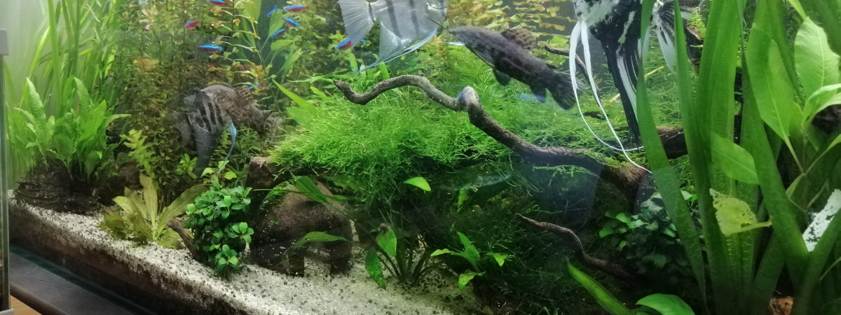 aquarium 360l amazonien
