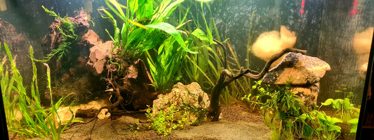 aquarium Projet