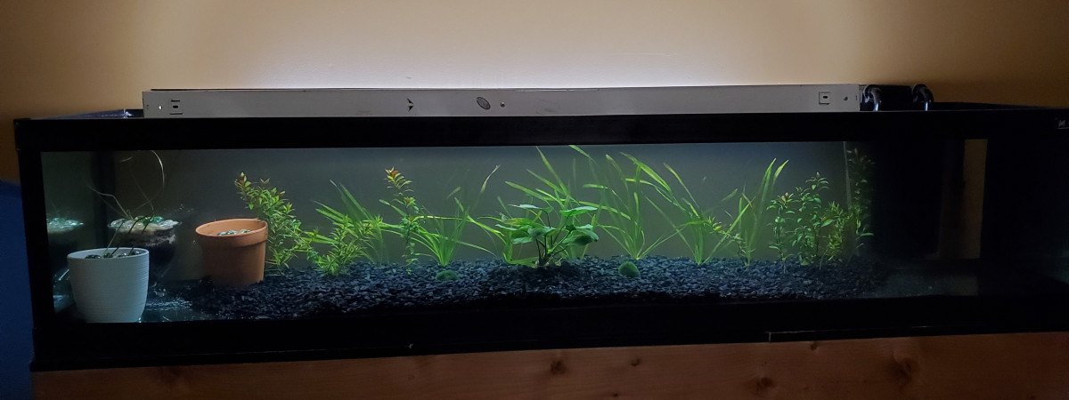 aquarium 225 litres Américain  planté