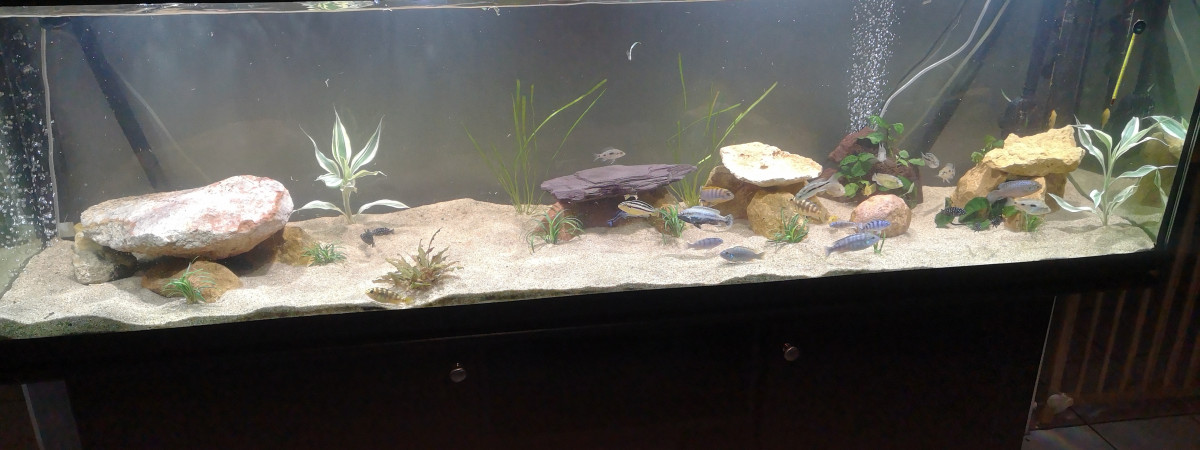 aquarium Home baby