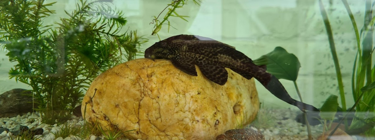 aquarium Aqua Véranda