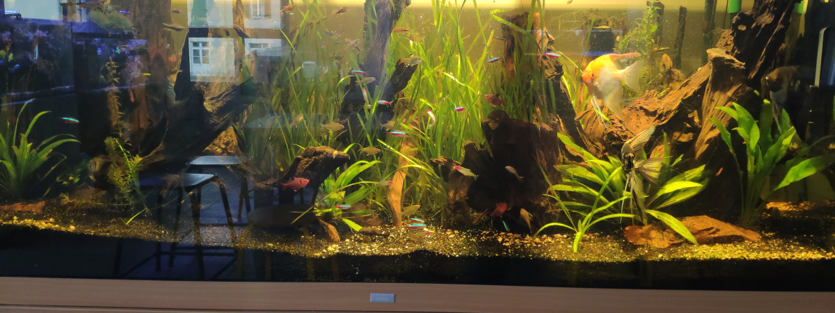 aquarium ParaWood
