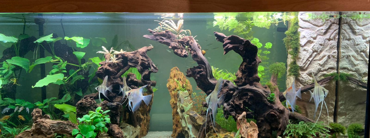 aquarium Pterotopia