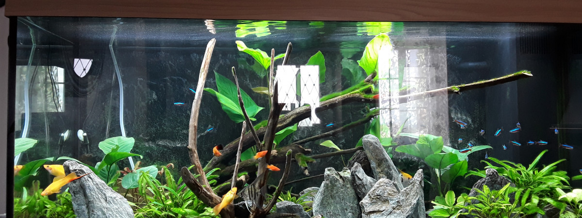 aquarium Amazonien