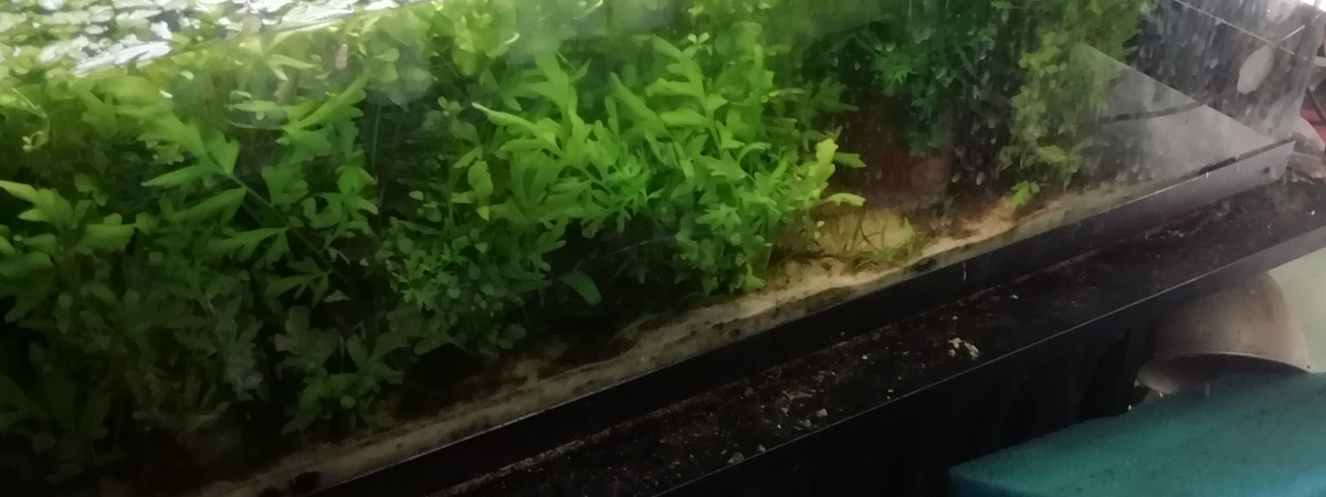 aquarium 96 litres selection