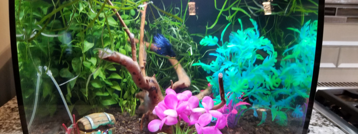 aquarium Maison