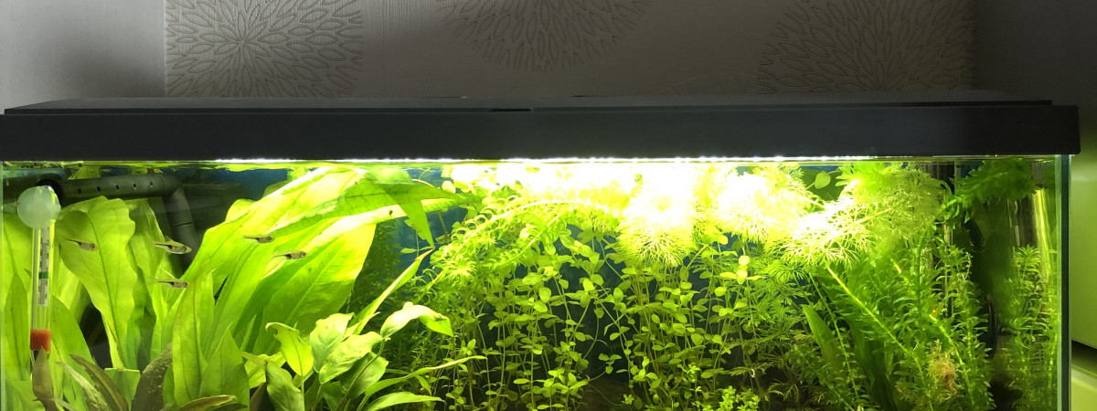 aquarium Mon 1er aquarium