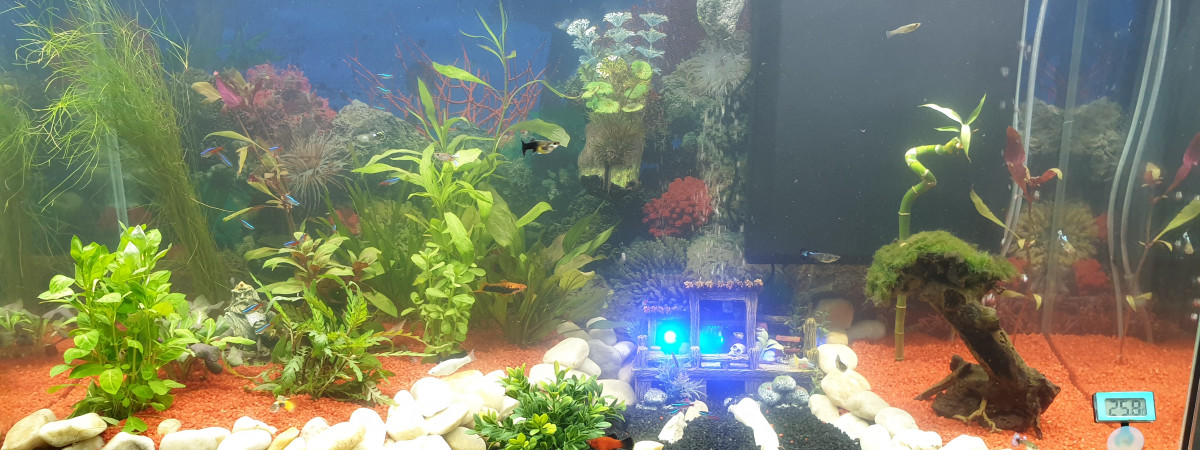 aquarium Phiphi