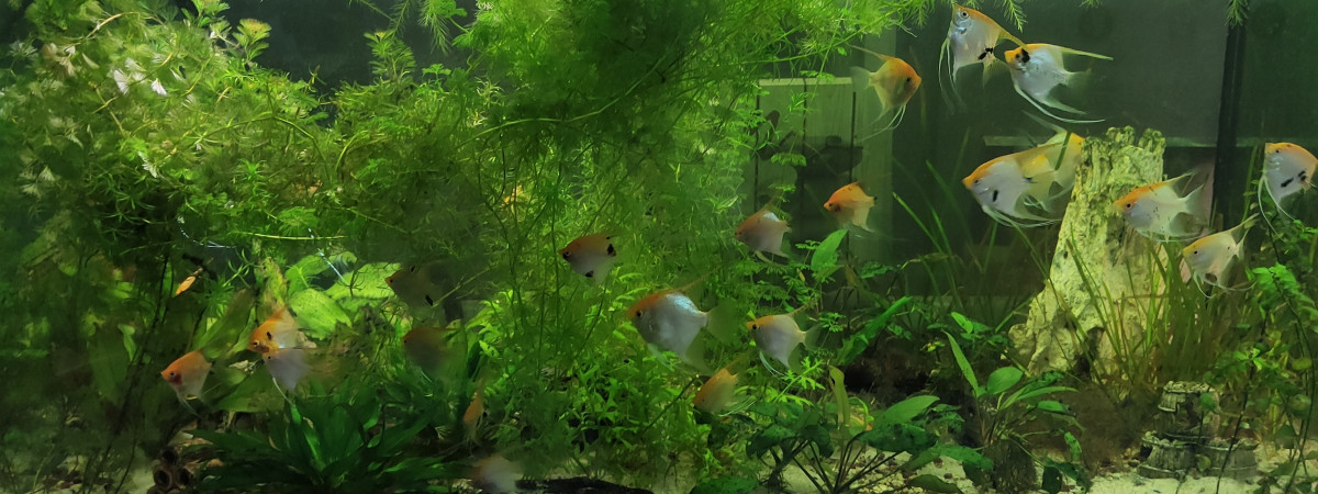 aquarium Scalaire  400L Ancien