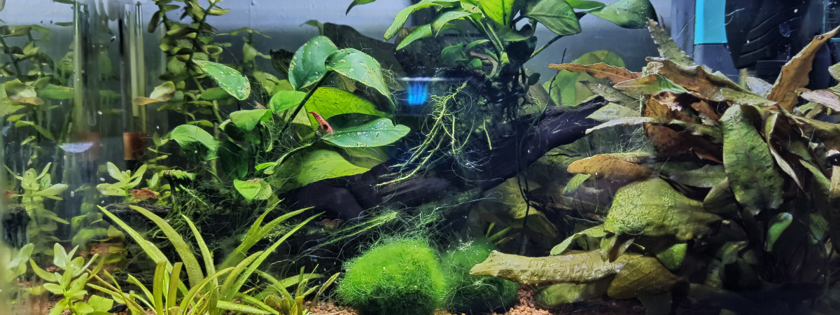 aquarium Red cherry