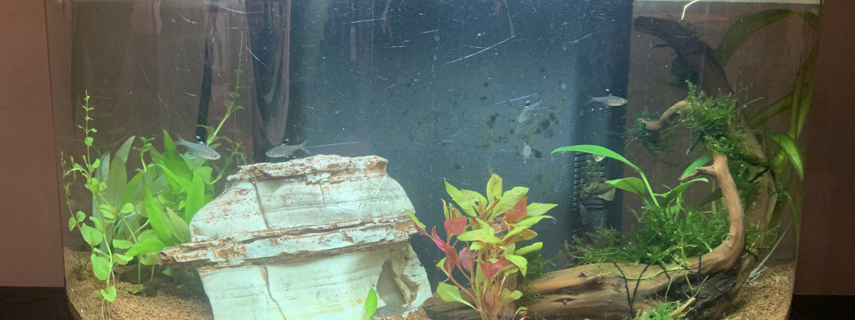 aquarium Precursor
