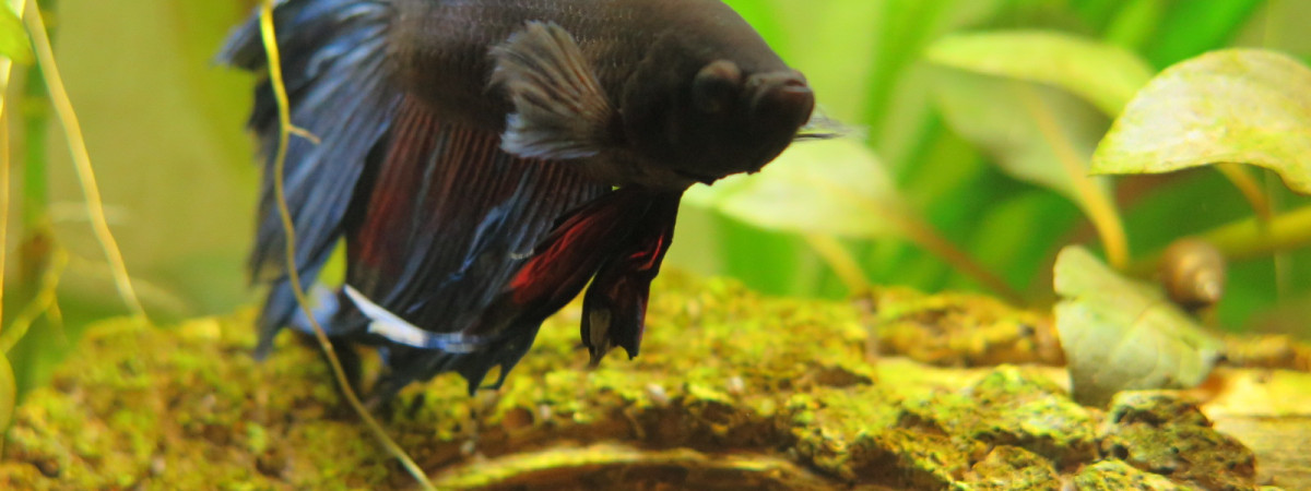 aquarium Bac Betta