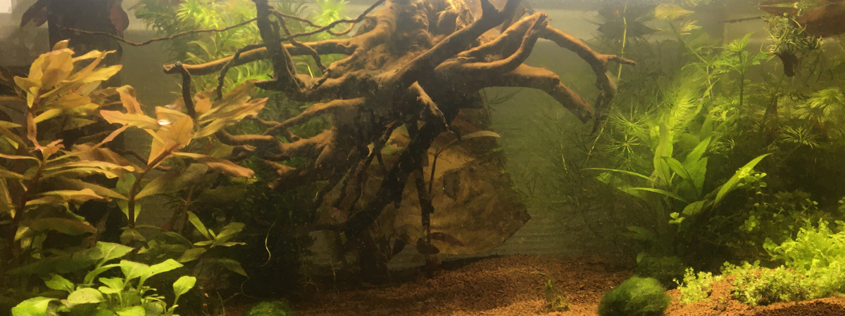 aquarium Projet multi crevettes