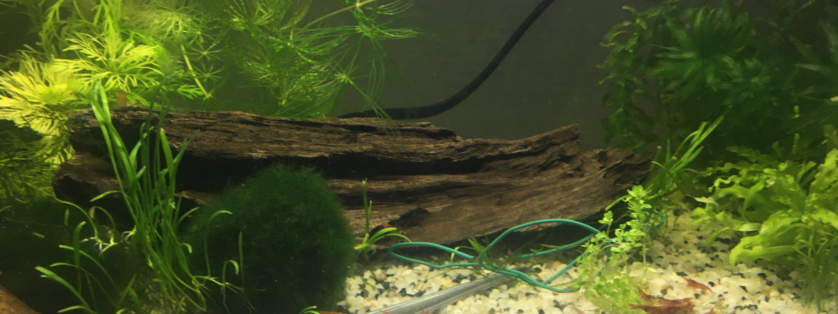 aquarium Red cherry 20L