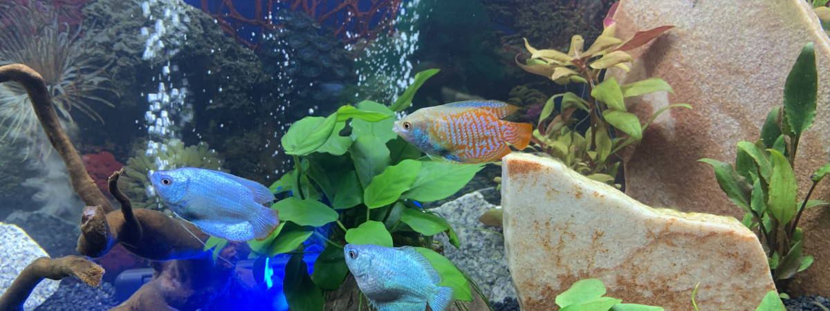 aquarium communautaire2