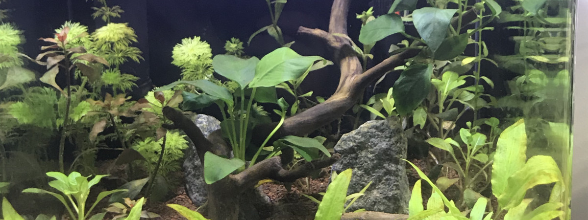 aquarium Nano 30l