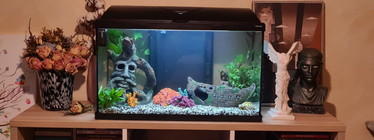 aquarium Mon aquarium