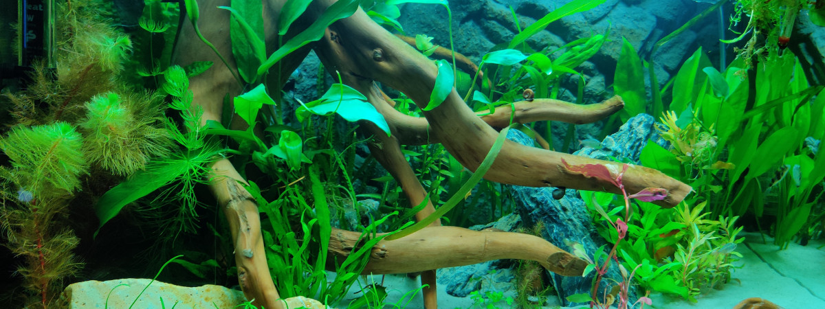 aquarium Juwel Rio 125