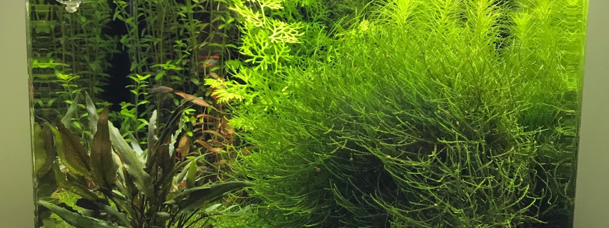 aquarium Nano 60L