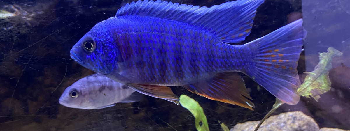 aquarium Malawi