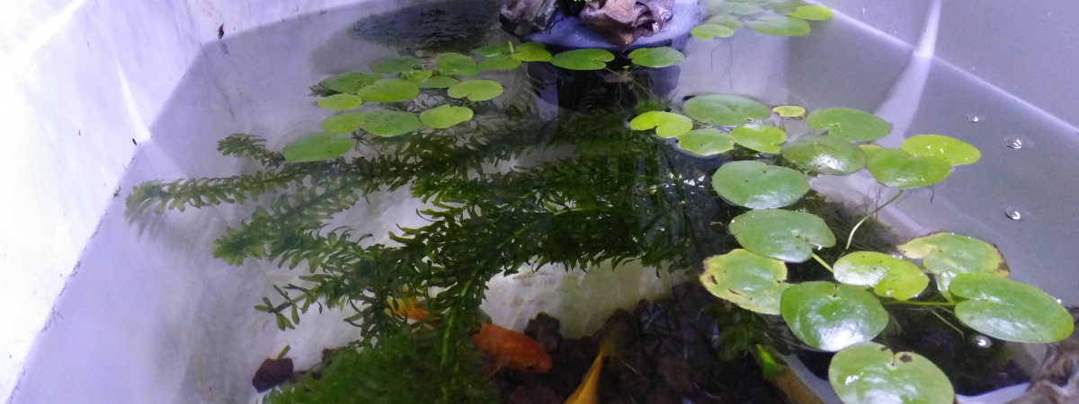 aquarium 120L Mini bassin intérieur