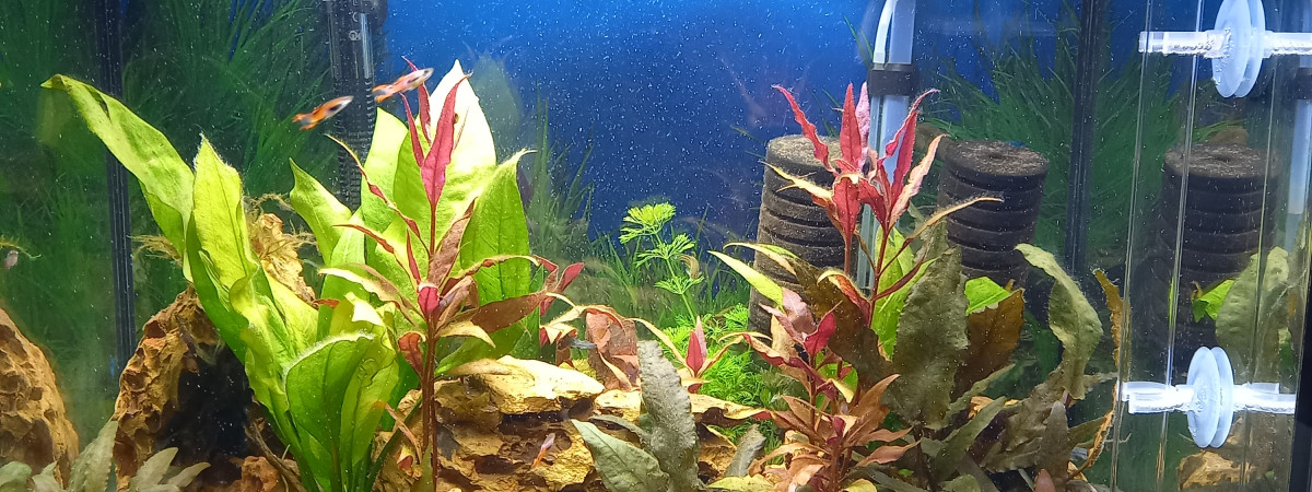 aquarium Crevette