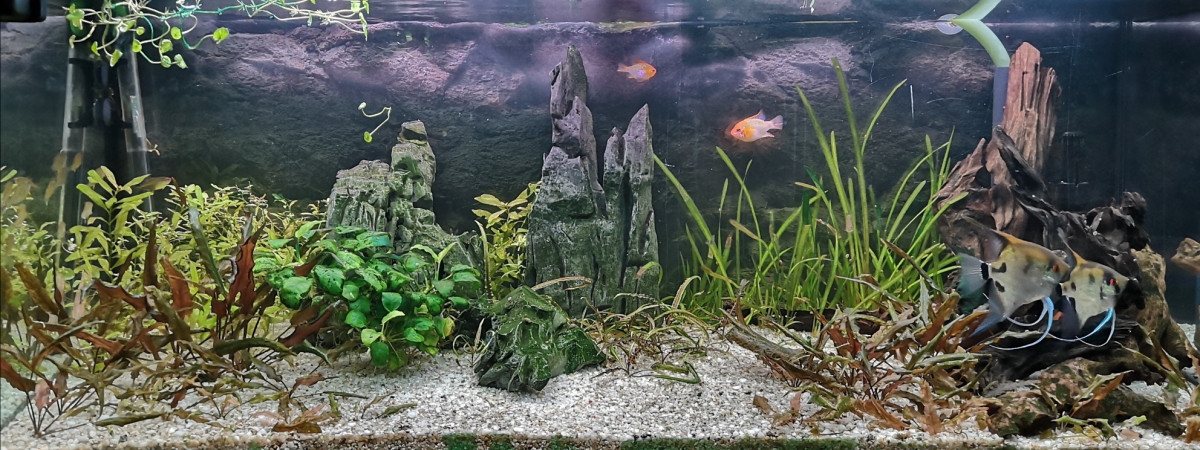 aquarium bac 250l