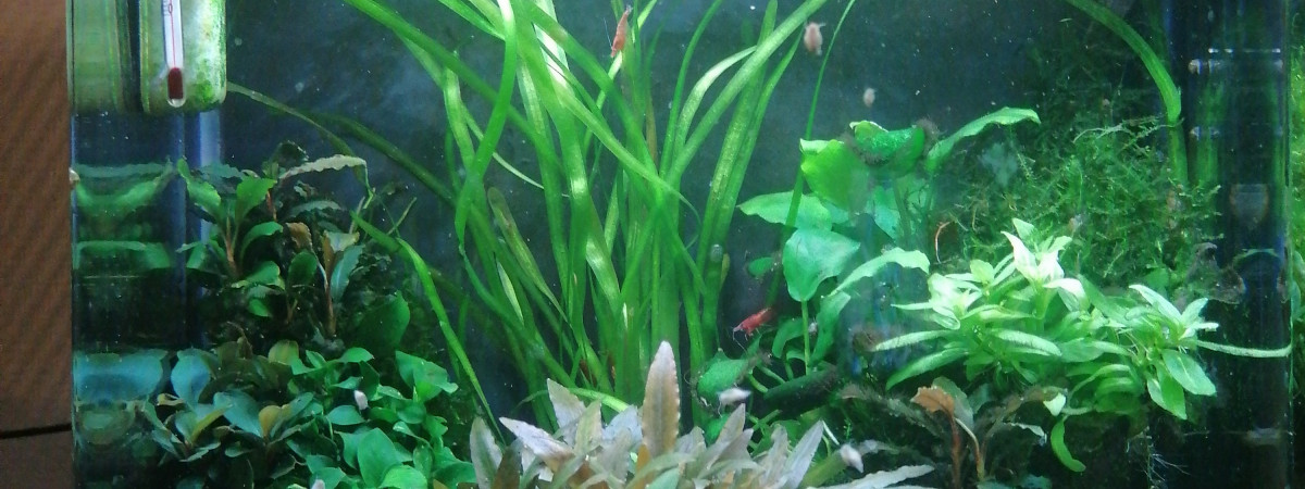 aquarium Amtra xcube 2