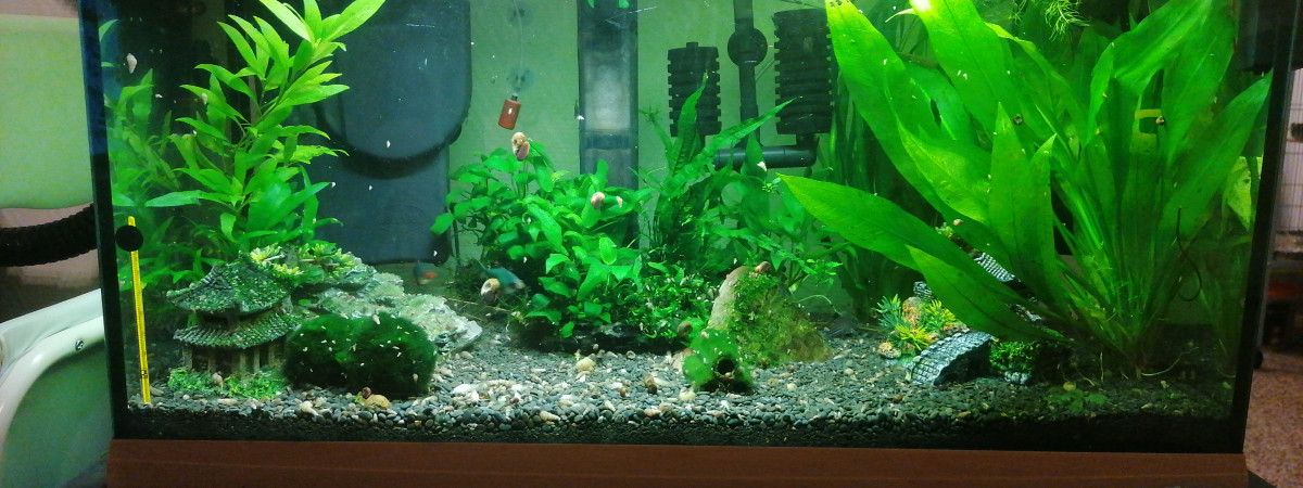 aquarium Ferplast Dubai 120l