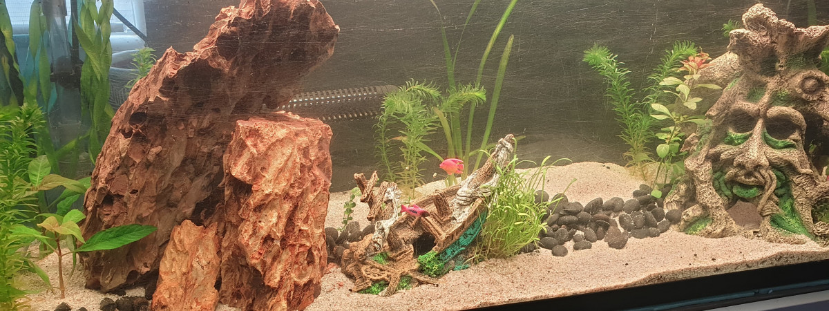 aquarium Helen One