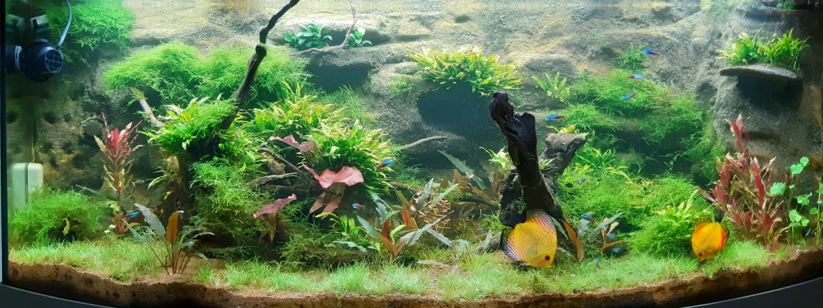 aquarium Aquascape